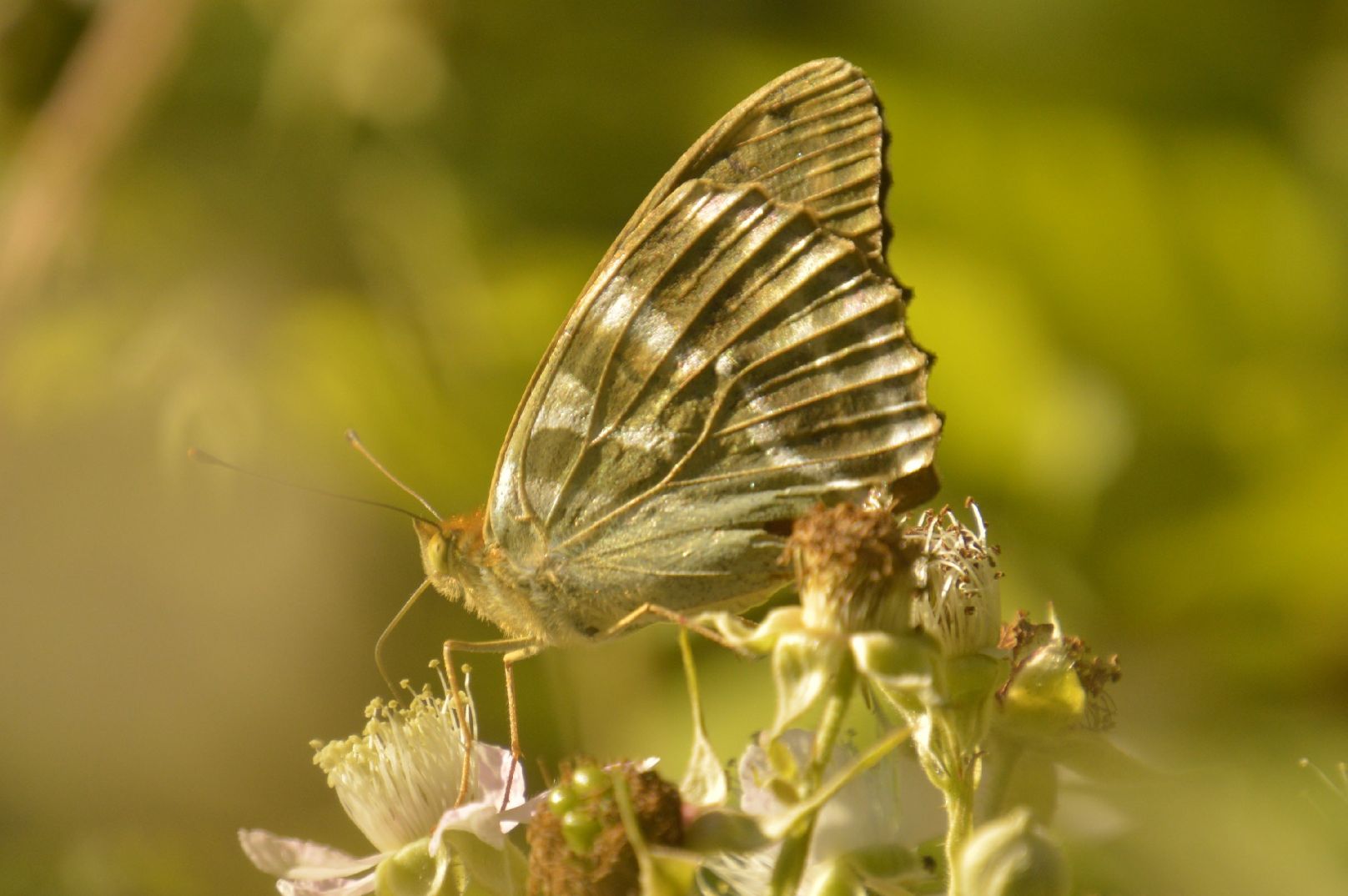 Silver-washed Fritillary - Peter Fewell